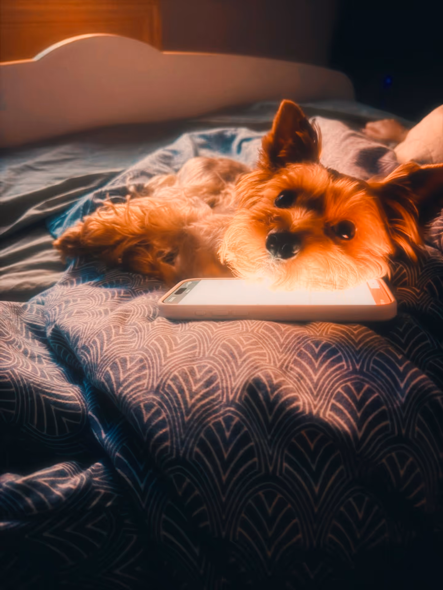 Small dog lying on a patterned bedspread with its head resting on a glowing smartphone screen.